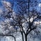 Naked tree with black amber under clear blue sky