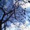 Naked tree with black amber under clear blue sky