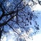 Naked tree with black amber under clear blue sky