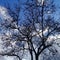 Naked tree with black amber under clear blue sky