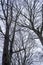 Naked Tree Branches in Cold Winter