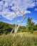 Naked tree in the bush of high dunes in the north of the island Hiddensee