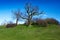 Naked tree and bushes on a green grassy hill