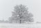 Naked tree in a snowfield