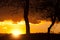 Naked trees on a bright orange evening sky background