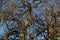 Naked twisted  branches of an old oak on a background of blue sky