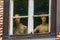 Naked women behind a window