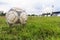 Nakhon Ratchasima, Thailand - October 1 : Muddy soccer ball on a football field in Municipal Stadium Nakhon Ratchasima on October