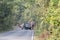 Nakornratchasima, Thailand - February 20, 2016: Park Rangers Authorities try to use the car to guide the Elephant back into the f