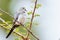 Namaqua Dove - Female