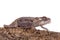 The Namaqua dwarf chameleon or Bradypodion occidentale on white