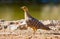 Namaqua Sandgrouse