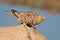 Namaqua sandgrouse