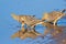 Namaqua sandgrouse drinking water