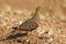 Namaqua sandgrouse, Kalahari desert