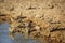 Namaqua sandgrouse in Kgalagadi transfrontier park, South Africa