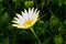 Namaqualand Daisy