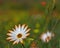 Namaqualand Daisy, South Africa.