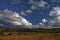 Namaqualand flowers