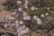 Namaqualand Spring Flowers 11439