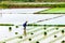 NAMDINH, VIETNAM - JULY 13, 2014 - An unidentified woman transplanting rice on the fields manually.