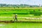 NAMDINH, VIETNAM - JULY 13, 2014 - An unidentified woman walking on the fields