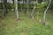 Name tags of American veterans at each tree in the Wood of Peace