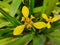 Named yellow flower plant is Trimezia