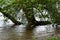 Namedy, Germany - 06 29 2021: Rhine shore trees in a light flood