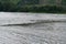 Namedy, Germany - 06 29 2021: a standing wave in the Rhine