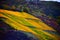 Namedy, Germany - 10 27 2020: yellow Rhine vineyards