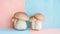 Nameko mushroom pholiota nameko soft pastel background for a delicate presentation