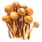 Nameko mushrooms, traditional Japanese food, Nameko Pholiota microspora, isolated, hand drawn watercolor illustration on