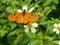 Nameless orange butterfly