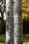 Names, dates and Engravings messages on Tree Trunk