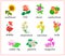 Names of flowers in English. Set of illustrations for encyclopedia or for kids school botany textbook. Educational page for