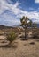 Namesake tree and Mojave Yucca in Joshua Tree National Park, CA, USA