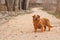 Nami dog posing on the dirt path of the walk on the banks of the Serpis river in Alqueria de Aznar