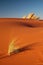 Namib desert