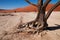 Namib desert