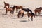 The Namib Desert feral horses herd at waterhole near Aus, Namibia, Africa