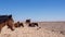 Namib Desert horse is a feral horse found in the Namib Desert of Namibia. A flock of ostriches and a few gemsbok are in the