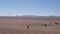 Namib Desert horse is a feral horse found in the Namib Desert of Namibia. They are sharing a waterhole with a flock of ostriches