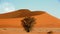 Namib Naukluft, orange sand dune with setting moon in background