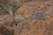 Namib Rock Agama with blue head siting on a rock at the Namib-Naukluft-Nationalpark