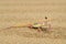 Namib Sand Gecko - Pachydactylus rangei