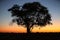 Namib tree during sunset