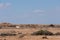 Namib wild Desert Horse Namibia, Africa