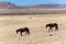 Namib wild horses