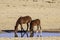 Namib wild horses, feral horses in a desert, drinking water